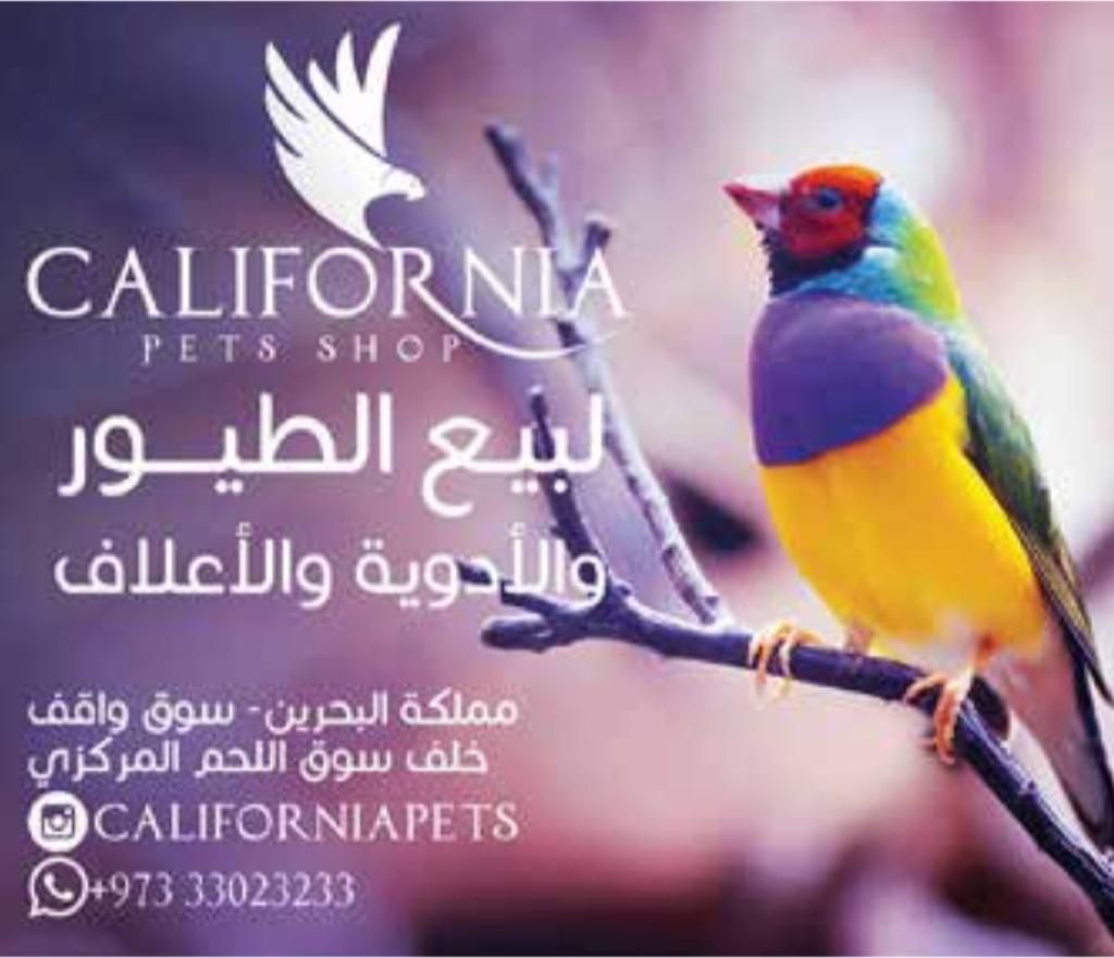 كاليفورنيا للطيور